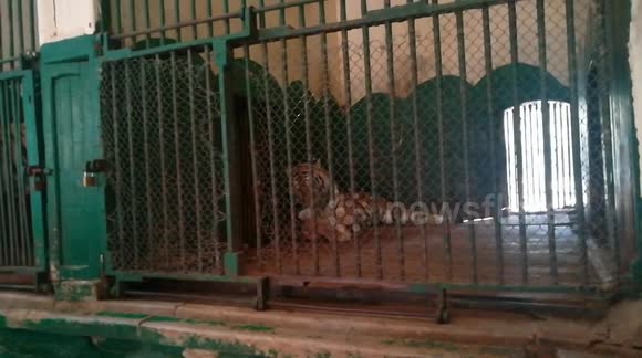 Tigers Special Meal In Zoo