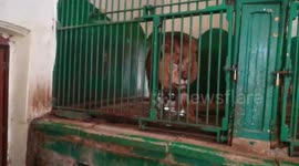 Male Lion Very Energetic After Eating Big Faty Meat