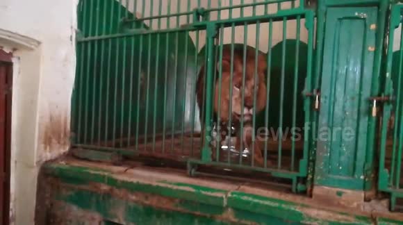 Male Lion Very Energetic After Eating Big Faty Meat