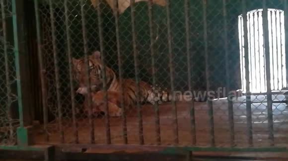 Female Tiger Keeping Her Lunch Meat Attached And Licking