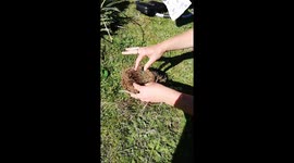 Plastic pollution - Birds using plastic to make their nests