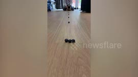 Adorable pug speeds along a line of blueberries and devours them as he goes