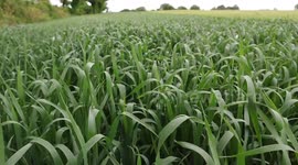 Joe Doyle of Allenwood South recites the poem, 'The Thatcher'.