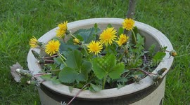 Timelapse video of Dandelions closing as the sun goes down
