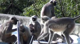 Who'll be a monkey's auntie! It takes a troop to raise an infant Hanuman langur, on a roof in Aalloa Hills Resort, Gujarat, India.