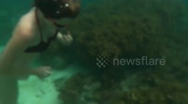 New Zealand dad finds ‘NEMO‘ the fish and he was very friendly and keen to play!!!