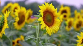 Drone footage showcases fields of blooming sunflowers in eastern China