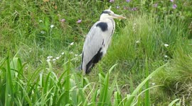 Heron Goes Back To Same Spot