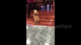 Oh [mama] when you [give me snacks like that]... You make a [puppy] go mad... So be wise, and keep on [giving me the pupperoni].