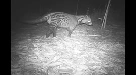 The most common spotted predator seldom spotted: nocturnal African civet caught on cameratrap in Gashaka-Gumti National Park, Nigeria