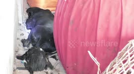 Two crazed Pit Bulls massacre 30 chickens on farm in northern Thailand