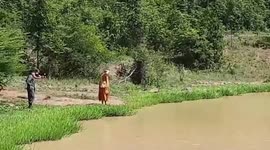 Elephant found dead after suffering for months with gun shot wound