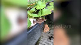 Two Different Species Of Frog Seen Mating