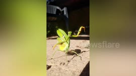 Praying mantis practices Kung Fu positions