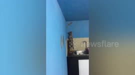 Gecko Home Invader Chased By Cat