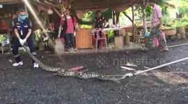 Python caught after raiding pig pen in southern Thailand