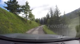 Backing up car when encountering cows on road