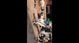 Funny Goat Fight!!