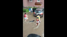 A dog swims in a yard flooded after a downpour