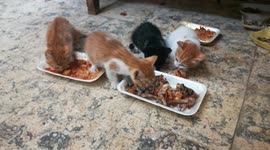 Quadro Kittens Food Contest