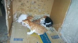 Surprise Four Kitties