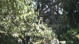 Mona monkeys and dancing clouds of insects beside Gam-Gam River in Gashaka Gumti National Park, Nigeria