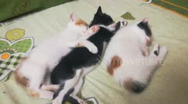 Triplets Sleep Like Angles