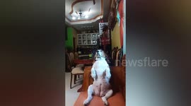 Beagle Dog Watches TV Like Human