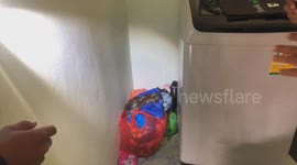 Fierce snake caught hiding in family's laundry