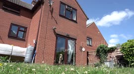 Cockapoo dog runs excitedly out of the house