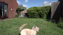 Cockapoo dog playing with ball in the back garden