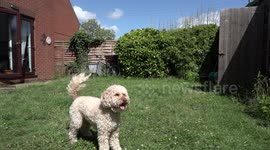 Cockapoo dog playing with ball in the back garden