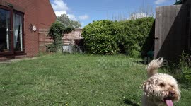Cockapoo dog playing with ball in the back garden