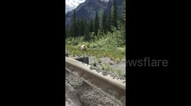 Not a polar bear! Rare white grizzly spotted in rural Canada