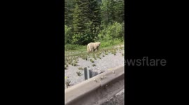 Not a polar bear! Rare 'white grizzly' spotted in rural Canada