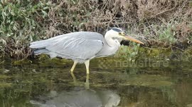 A Heron Goes To See What He Can Find