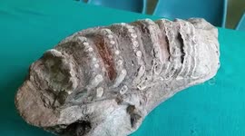 At least five million years old fossil of extinct relative of modern elephant found in northern India