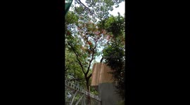 Old and Very Tall Trees