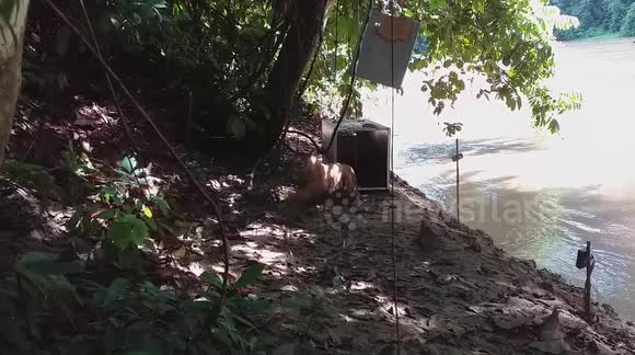 Indonesian officials release Sumatran tiger into wild