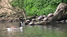 Invasive Turtles Take Over Welsh Lake