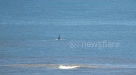 Southern Right Whale tail slaps the water