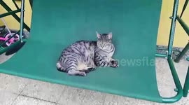 Pet cat swings on garden chair in Italy