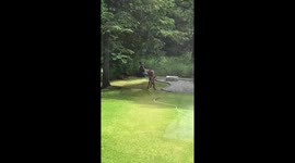 Amused baby moose in Alaska joyfully plays with water sprinkler