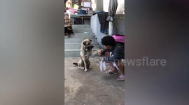 Kind boyfriend teases pet dogs by feeding them food
