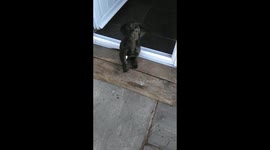 adorable labrador puppy excited with being let outside