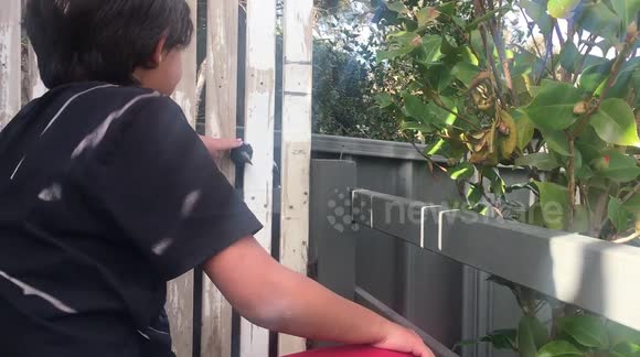 Bird gets head stuck in fence