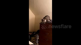 #catfail https://t.co/XaLJNRWuAv