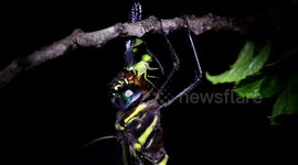 Watch a dragonfly chomp on another dragonfly in this closeup footage