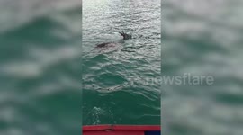 Frightened deer rescued by Thai fishermen after being found stranded at sea