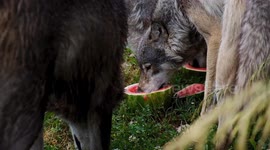 Pack of hungry wolves chow down on juicy watermelons during hot summer day